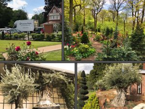 wholesale plant source nursery