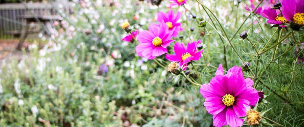 Premium Plants Quality Plants at Low Prices