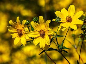 Herbaceous Perennial