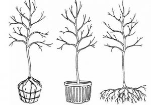 rootball bareroot container