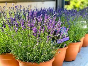 Lavandula angustifolia Hidcote.jpg