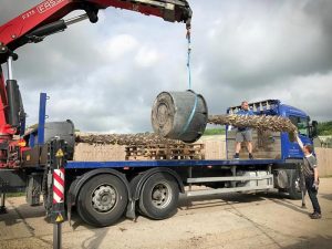 Palm Tree Trachycarpus Fortunei