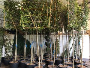 Pleached Photinia Red Robin