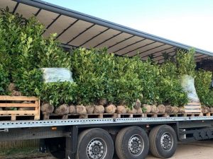 Prunus laurocerasus Rotundifolia