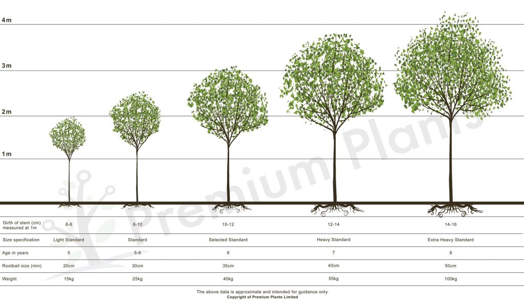 Supplier of Trees Premium Plants Wholesale